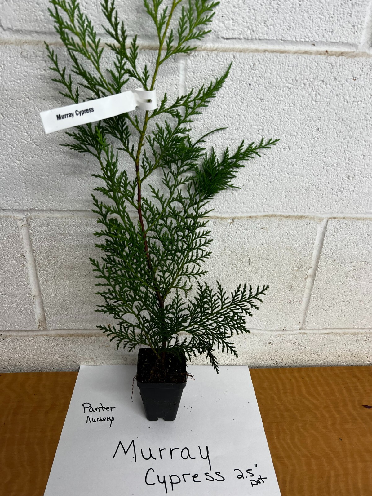 25 Murray Cypress tree 2.5" pot gallery
