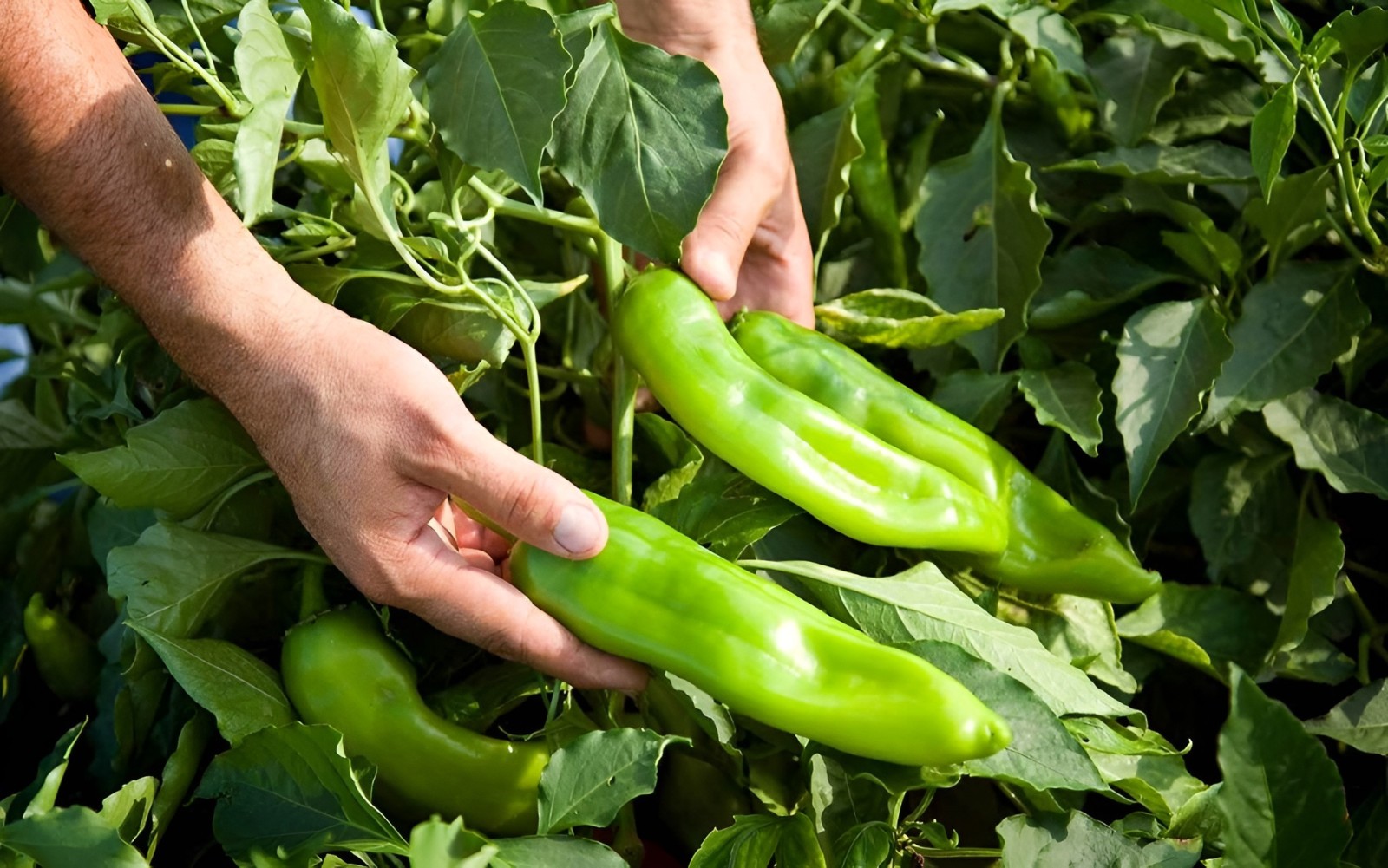 75ct Guizeppi NuMex Hatch Chili Pepper Seeds! Medium Heat! Med Size Hatch @ 3"-4 gallery