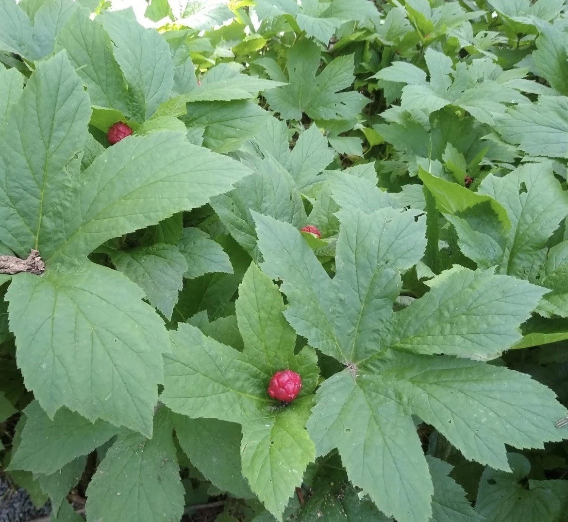 Goldenseal 10 Bare Live Roots for Transplant M-XL Size (Hydrastis canadensis) gallery