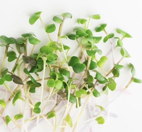 ORGANIC ARUGULA SEEDS -Microgreens, NON-GMO- 1200 Seeds gallery