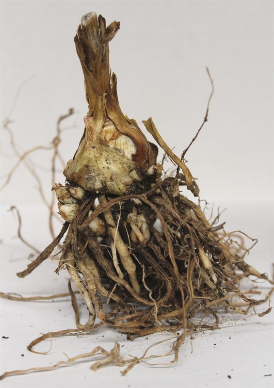 White Tuberose Bulbs single large clump Mexican Fragrant Polianthes Agave Amica gallery