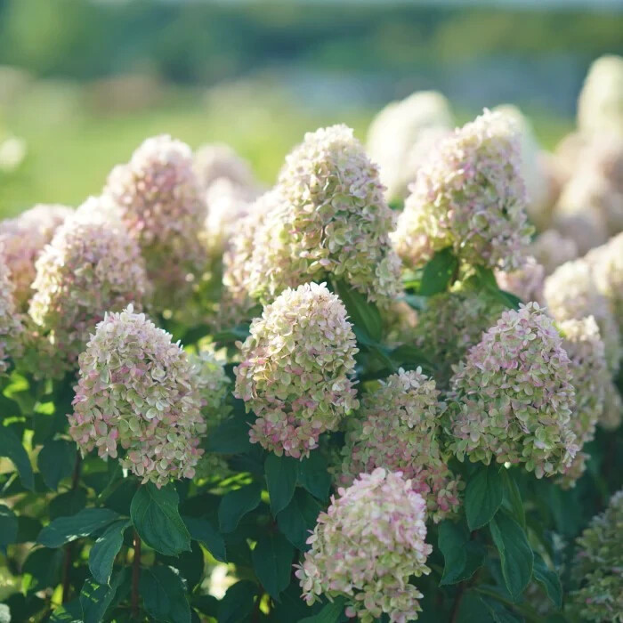 LIMELIGHT PRIME® Panicle Hydrangea shrub PP#32511 gallery