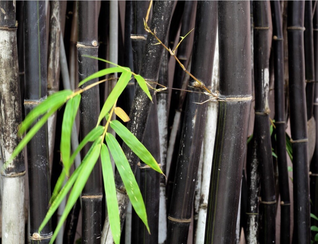 100 BLACK Bamboo Seeds - Phyllostachys nigra - Hardy Rare Plant gallery
