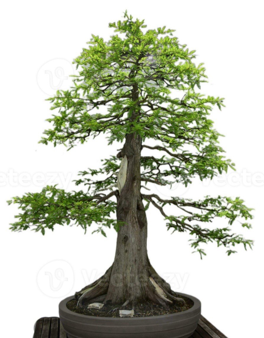 Bonsai Bald Cypress Tree - Thick Large Trunk Cuttings gallery