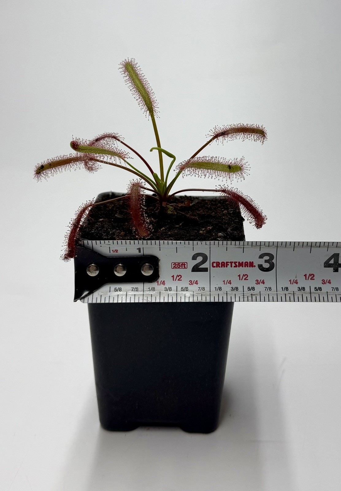 Drosera Capensis ‘Triffid Rose’ Live Potted Carnivorous Plant Cape Sundew gallery
