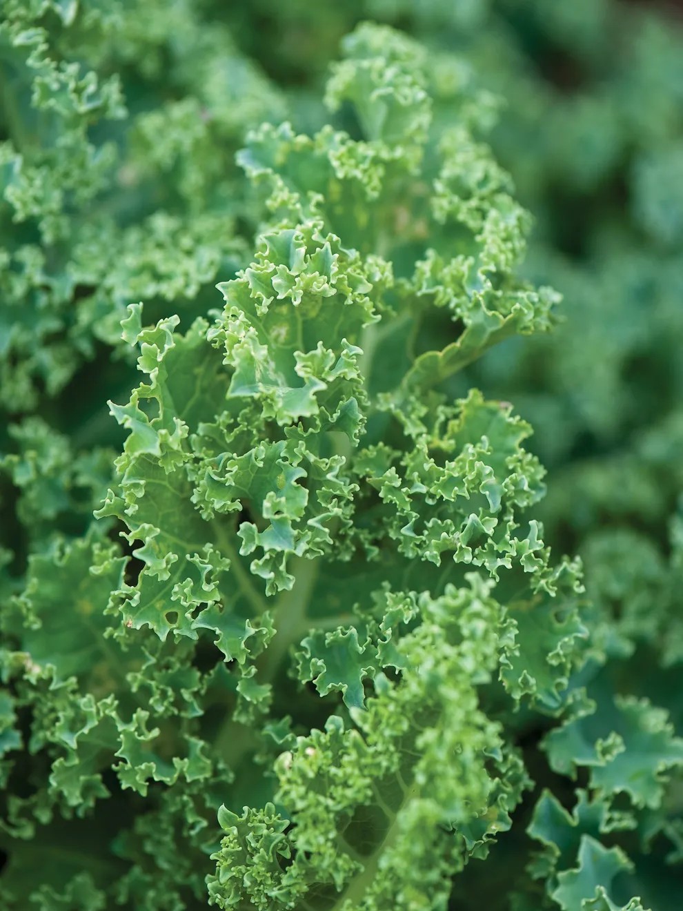 Kale Seeds - Vates Blue Scotch Curled - Non-GMO Heirloom gallery