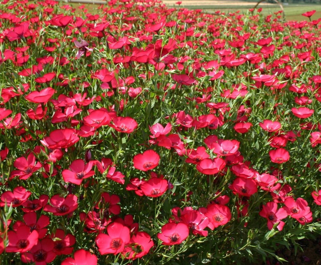 Linum Grandiflorum Rubrum 1 Gram (Approx. 275) Seeds, Scarlet Flax Flowers gallery