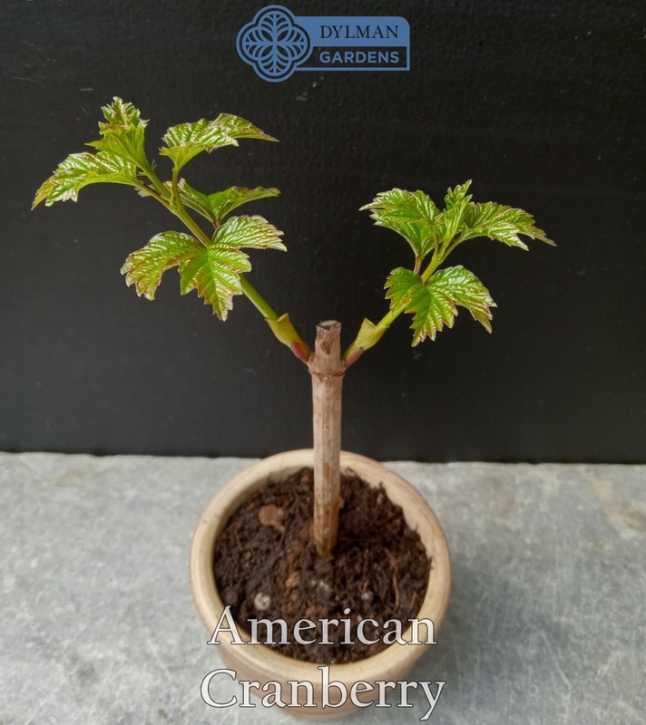 American Cranberry (Viburnum opulus var. americanum) Crampbark - Multiple Sizes gallery