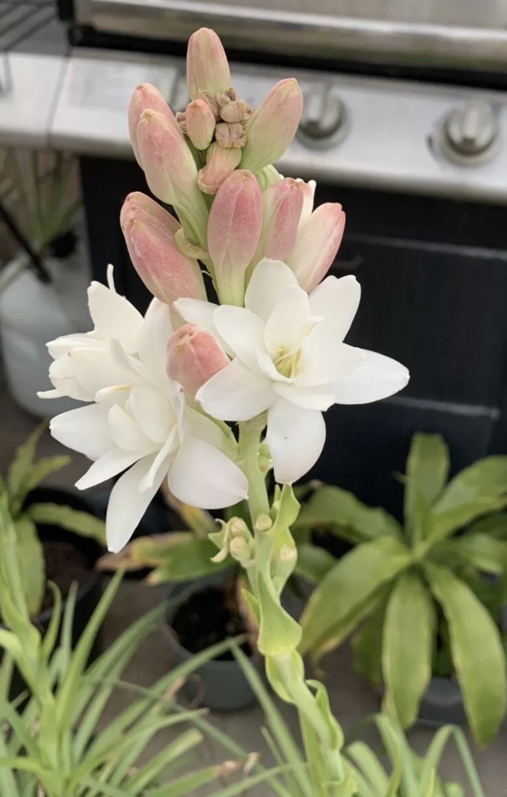 Tuberose Fragrance Double Pearl. 2 Clump, Bulbs 2+ Sz S / M / L Ready To Plant. gallery