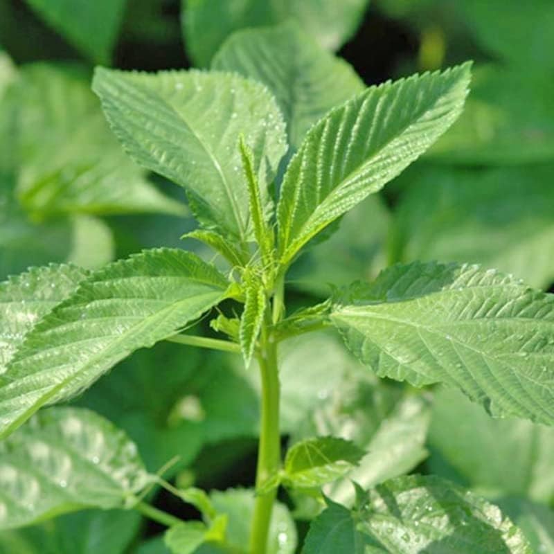 3000+ Premium Egyptian Spinach Seeds (Molokhia) – Fast-Growing, Low Green gallery