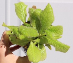 Drosera schizandra Mt Bartle Frere, Cairns Region, Queensland – Young Adult