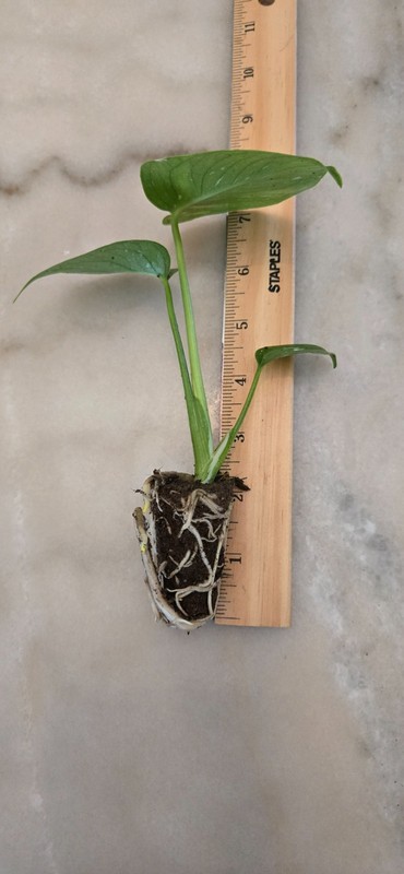 Live Monstera Thai constellation Starter Plant $26.95 gallery