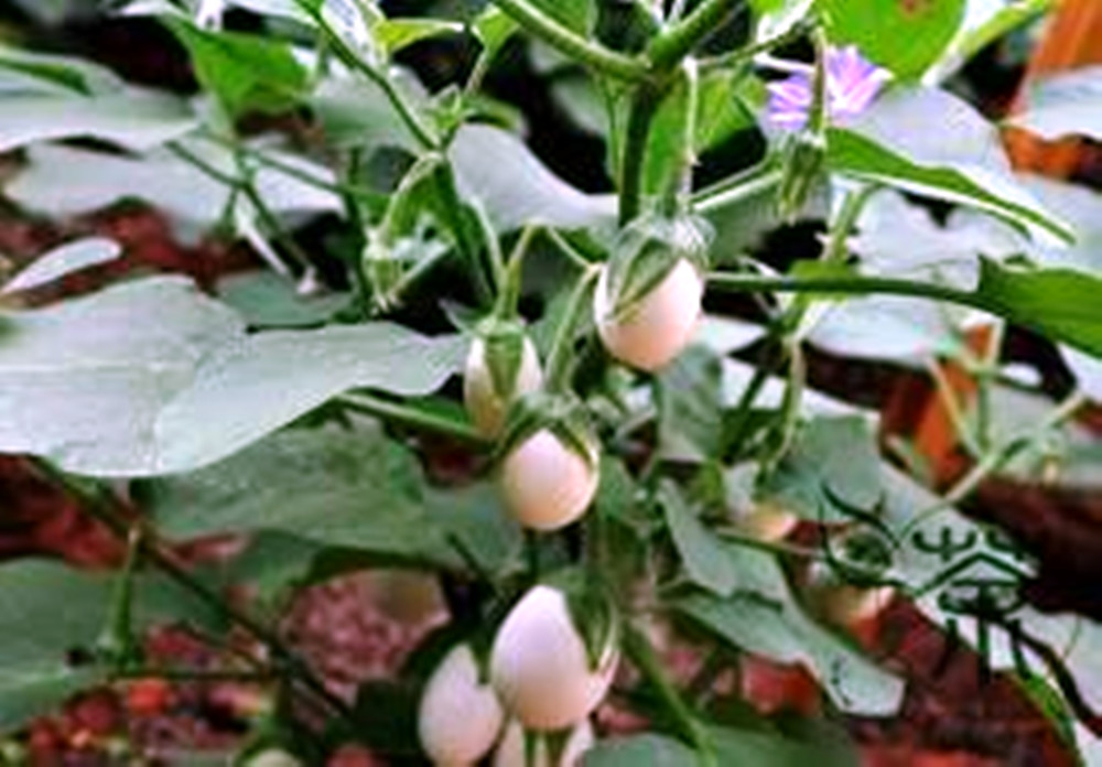 Ornamental Eggplant - 100 Seeds - Edible - Solanum Melongena gallery