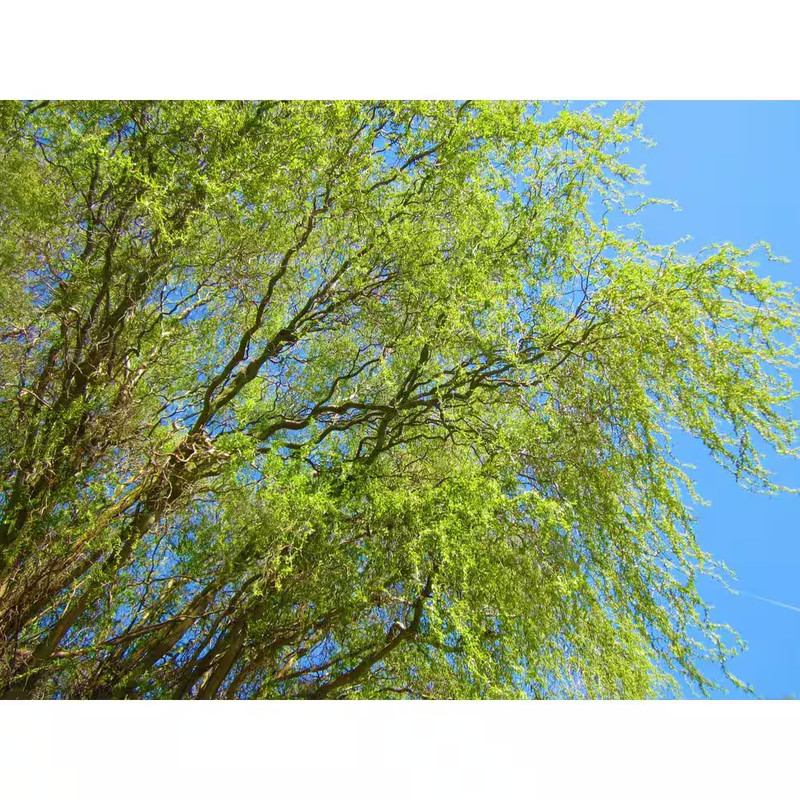 3 Ft. - 4 Ft. Tall Bare-Root Corkscrew Willow Tree gallery