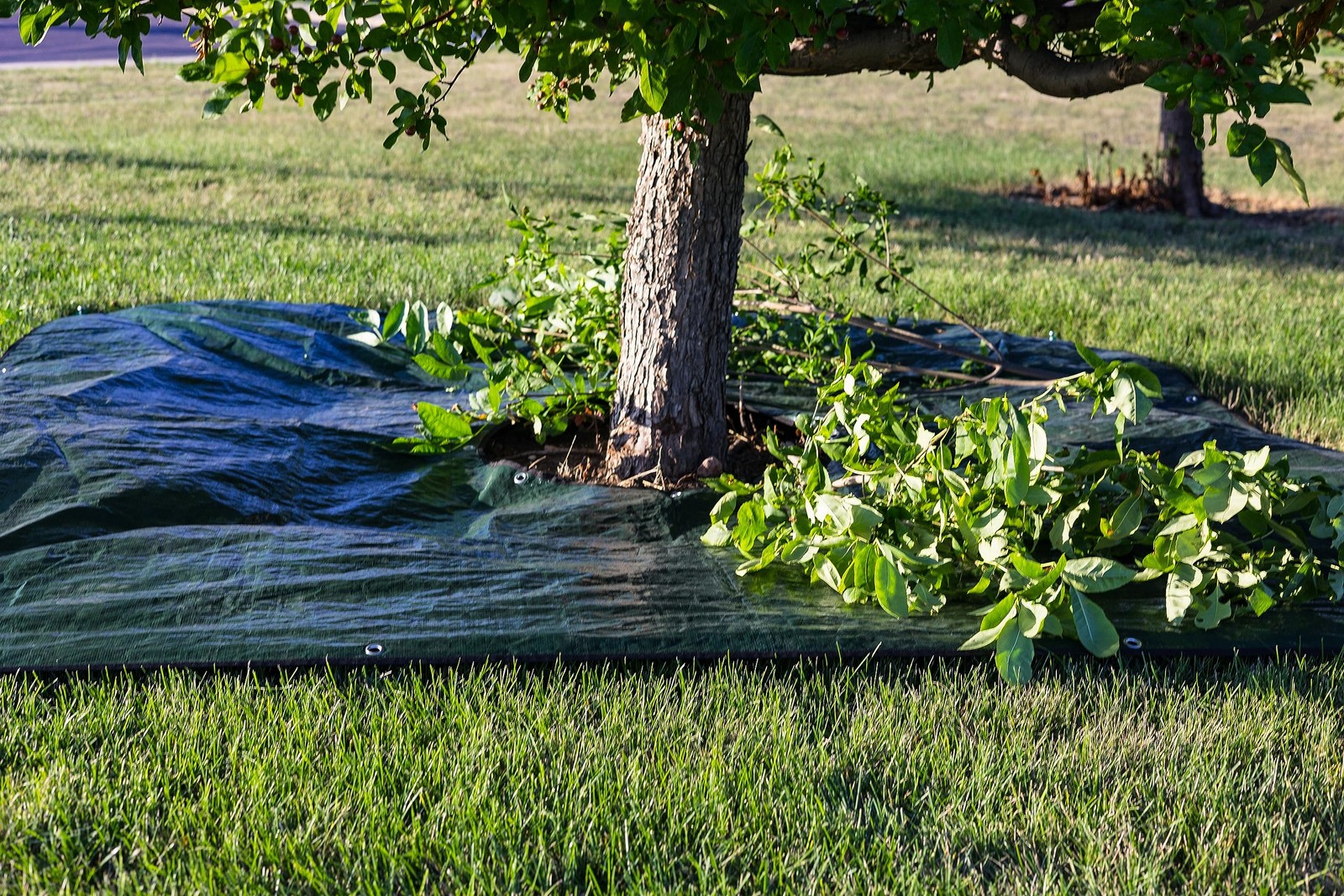 Landscape Tarp 8x8ft - 22 Center Hole to Fasten Around Trees and Shrubs - Com... gallery