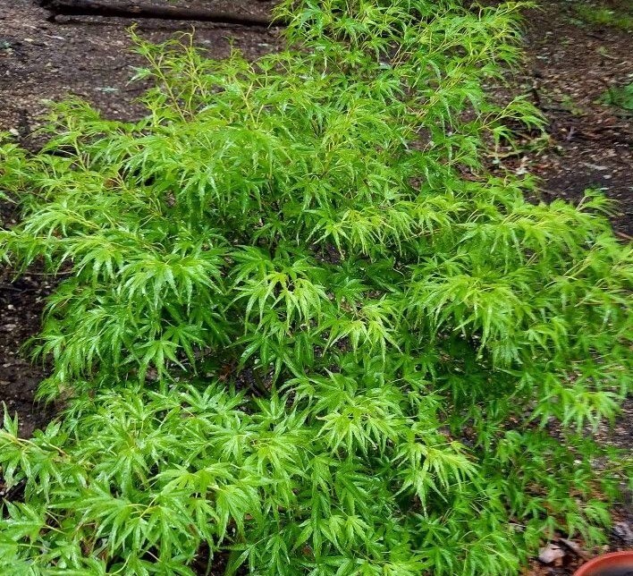 Kamagata Dwarf Japanese Maple Tree - Live Plant - ( 2.5 QT ) gallery