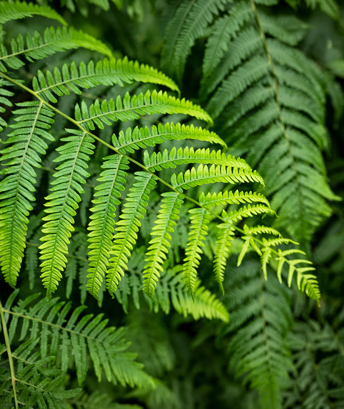 Lady Fern - 3 root divisions gallery