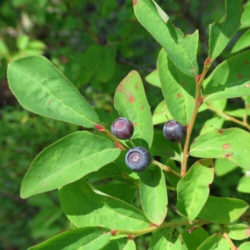 Evergreen Huckleberry {Vaccinium ovatum} 25+seeds Free U.S. Shipping! gallery