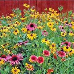2001+POLLINATOR MIX Seeds 17 Native Wildflowers Annual Perennial Garden Easy