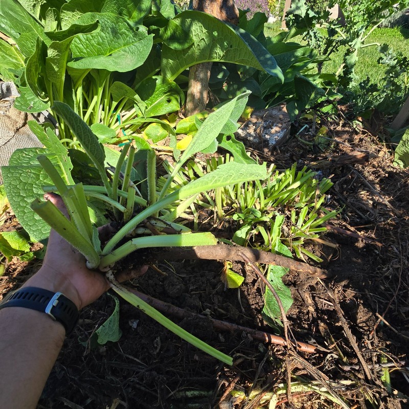 Comfrey Crowns (5-Pack) – Bocking 14 Variety | Freshly Dug | Veteran Urban Farm gallery