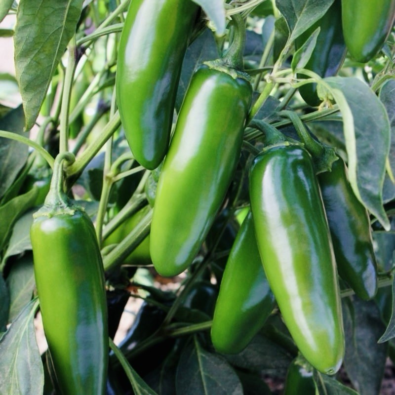 200+ JALAPENO Hot Pepper Seeds - Medium Poppers Heirloom Non-GMO | USA Fast Ship gallery