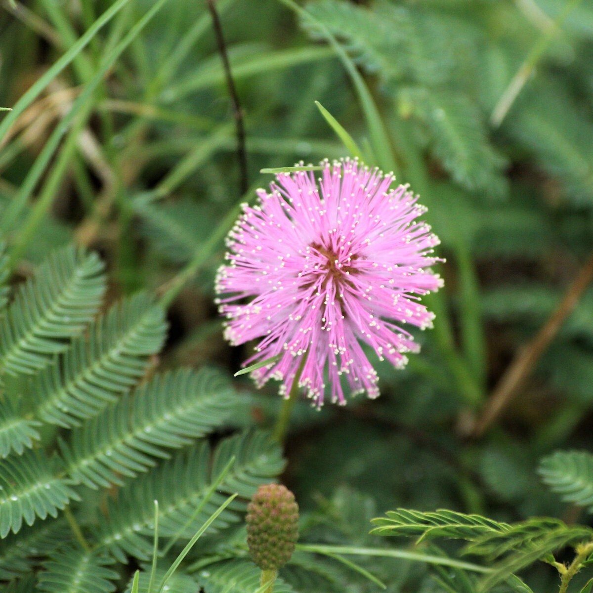 50 Sensitive Plant Wildflower Seeds - Everwilde Farms Mylar Seed Packet gallery