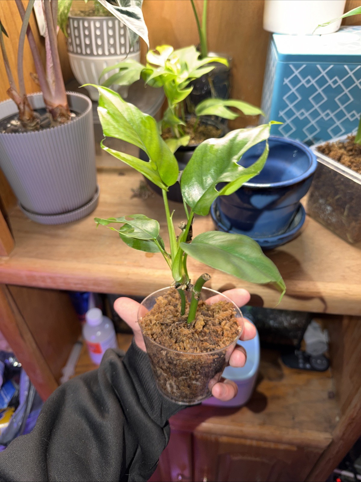 Rhaphidophora Tetrasperma – Mini Monstera Plant – Rooted Starter or Cutting gallery