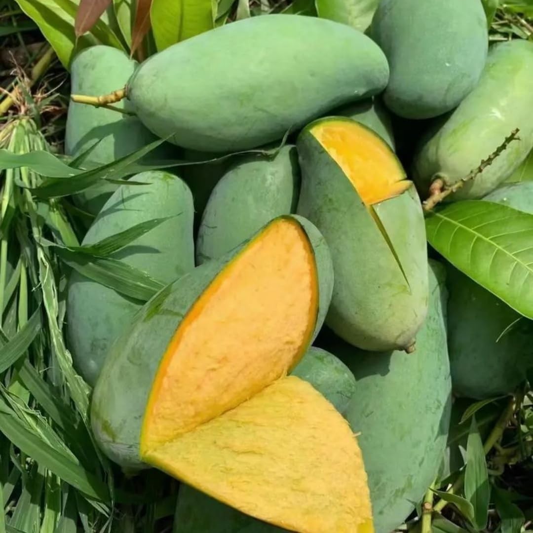 3PCS Mango Tree Seeds Fast Growing Tropical Fruit Garden Planting gallery