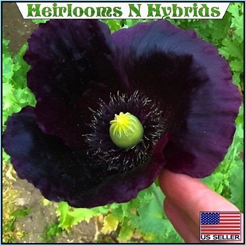 5,000 Heirloom After Midnight Poppy Seeds Papaver Somiferum Purple Near Black... gallery