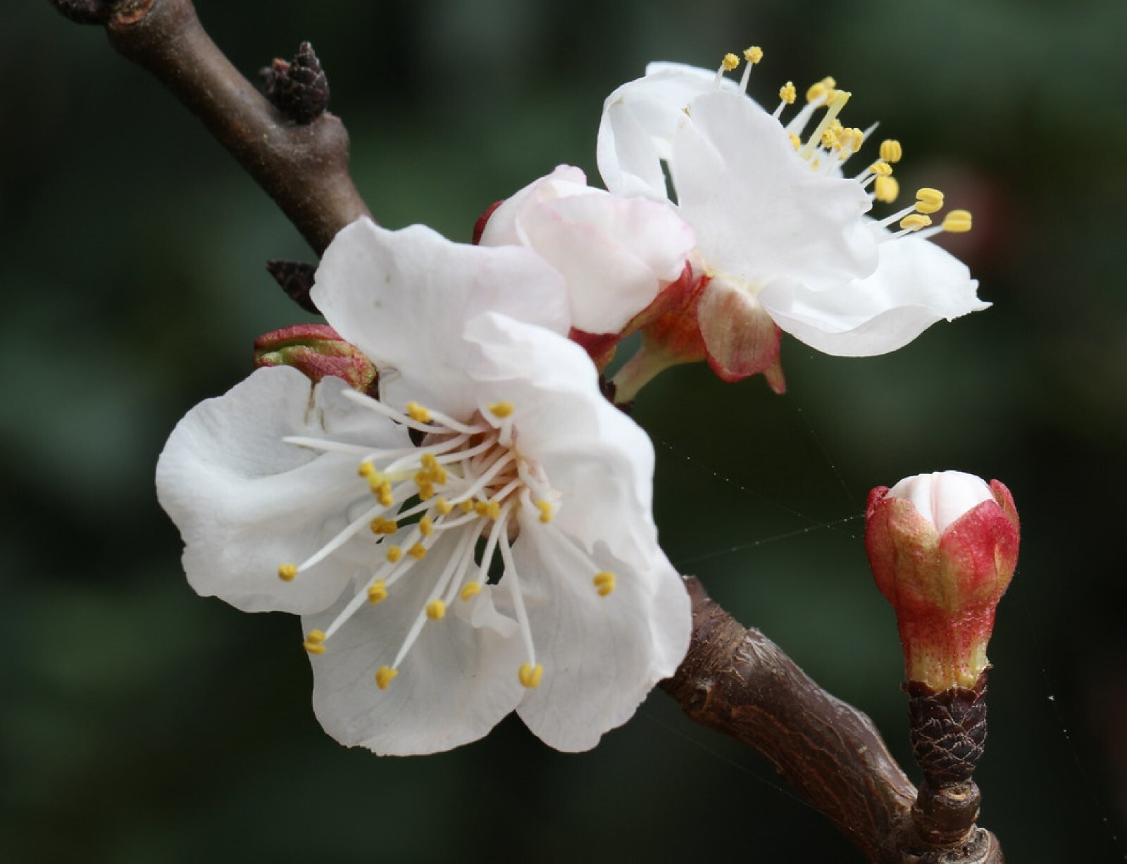 Dwarf Apricot Tree{Prunus armeniaca}Organic 5 Pre-Stratified seeds Free Shipping gallery