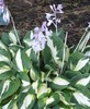 Hosta VULCAN (1) gallery