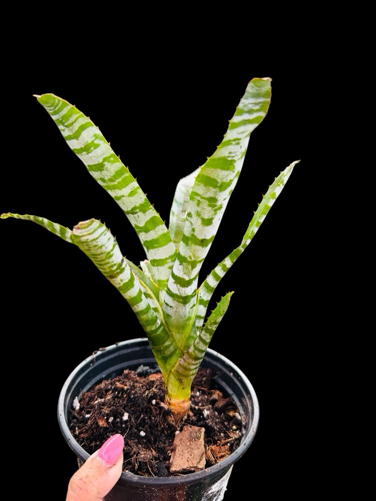 Aechmea Green Chantini Silver White Banded Tropical Beauty Collector gallery