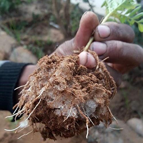 Soil Vigor 1 Pound Super Absorbent Polymer for Indoor Outdoor Plants gallery