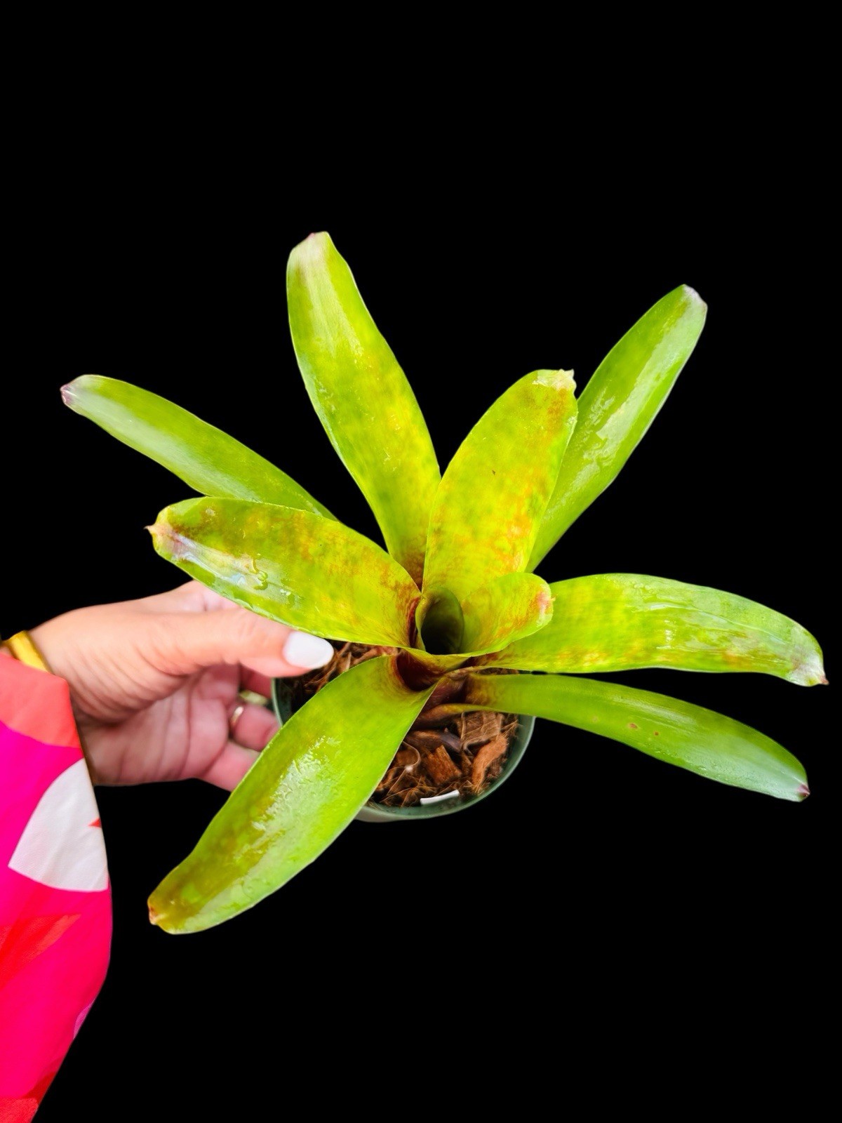 Compact Neoregelia Hybrid – Lisa Vinzant – Colorful Mottled Mini Bromeliad gallery