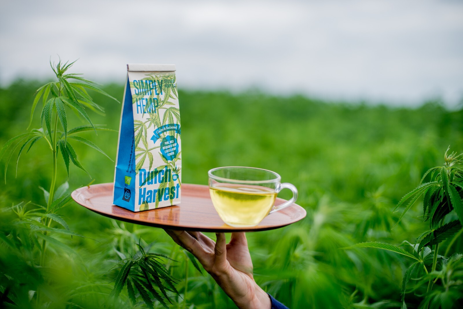 (5 pack) Dutch Harvest - Simply Hemp - Pure hemp tea - Organic  gallery