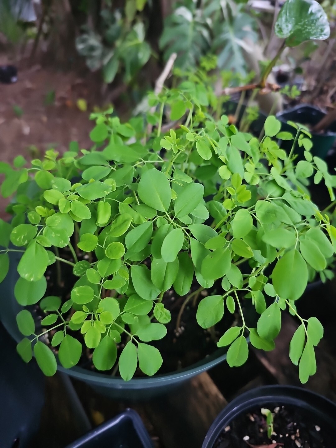 Moringa Rooted Live Plant 8" + Tree Of Life Food Forest Plus 2 Extra Seeds gallery