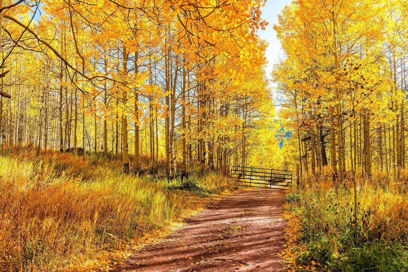50 Golden QUAKING ASPEN TREE Populus Tremuloides White Bark Yellow Fall Seeds gallery