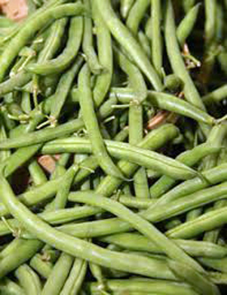 Burpee Stringless Green Bean Seeds, 1 LB, NON-GMO, FREE SHIPPING