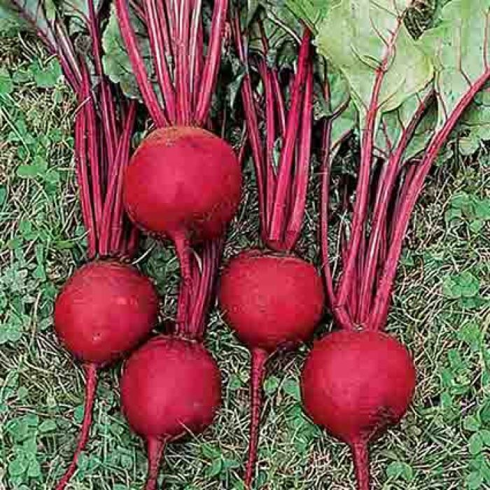 Ruby Queen Beet Seeds 200 Ct Vegetable Garden NON-GMO USA SELLER FREE SHIPPING gallery