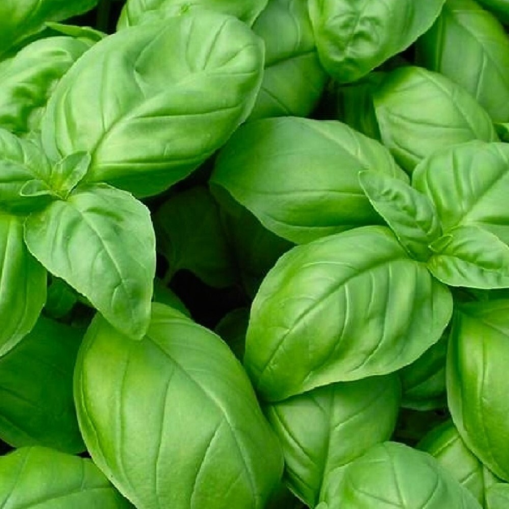 Genovese Basil Seeds | NON-GMO | Heirloom | Fresh Garden Seeds gallery
