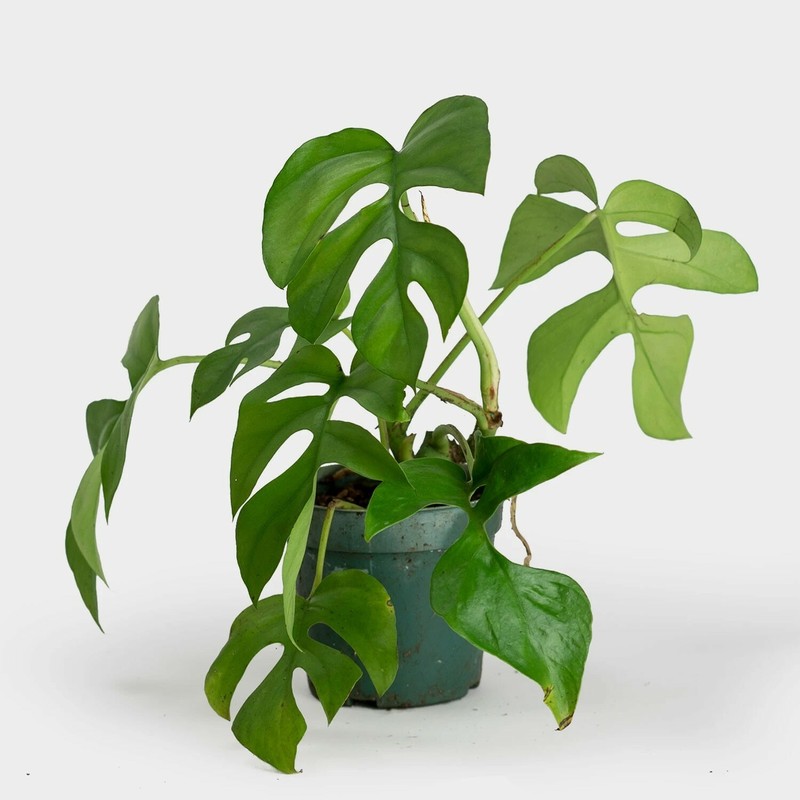 Rhaphidophora tetrasperma | Mini Monstera | Ginny Philodendron | 20_Seeds gallery