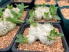 Succulent- Pachypodium brevicaule 3.5" gallery