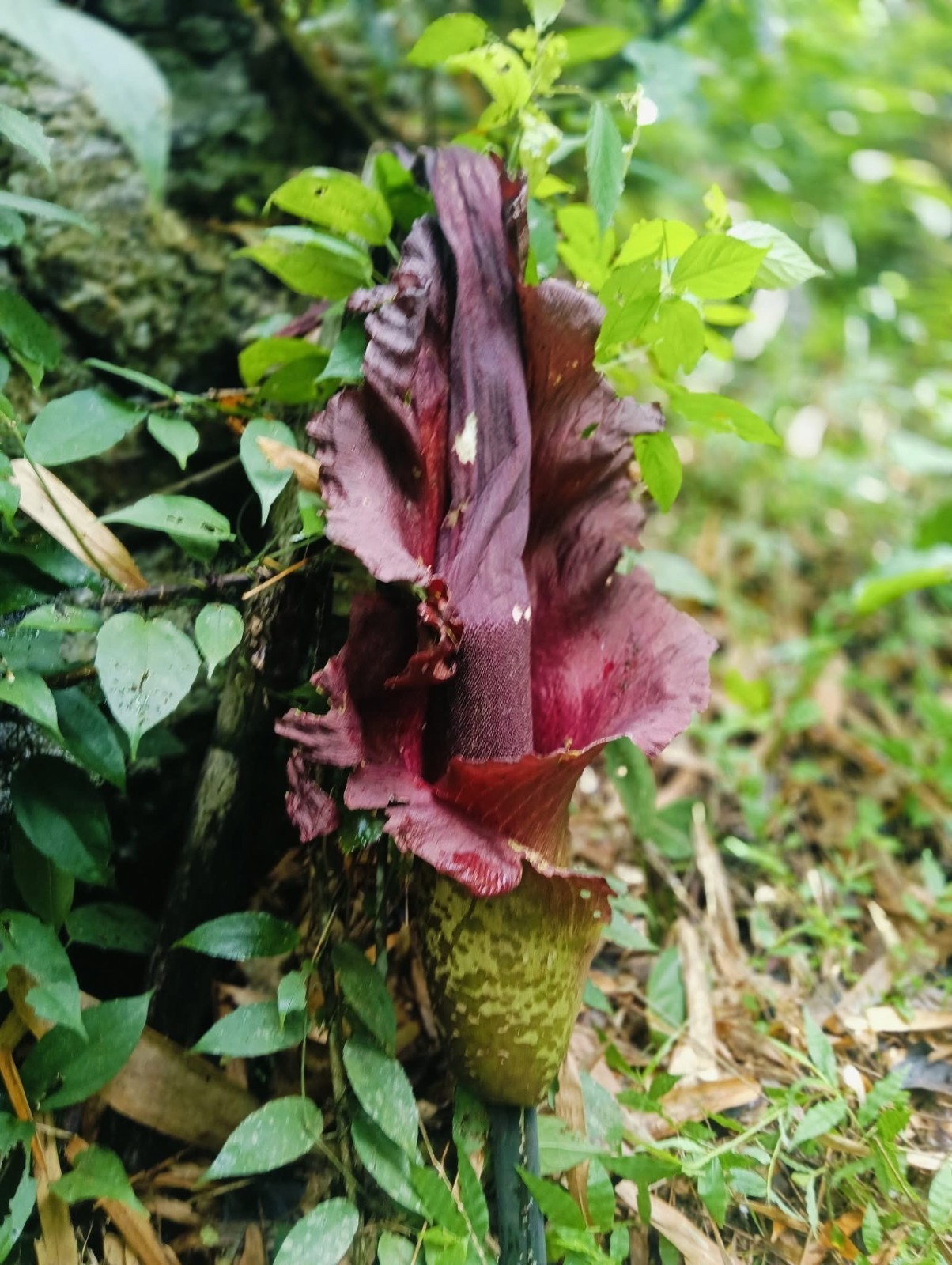 1 New ! Amorphophallus maxwellii (Rare plant) Thailand gallery