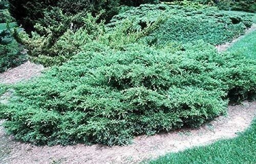 Kallay Juniper - Live Plants - Juniperus Chinensis - Drought Tolerant Cold... gallery