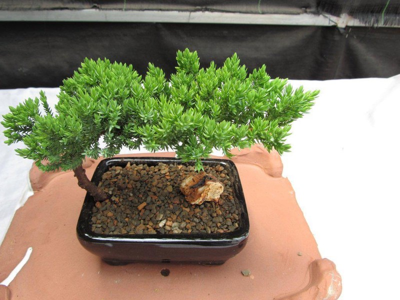 Juniper Bonsai Tree - Small gallery