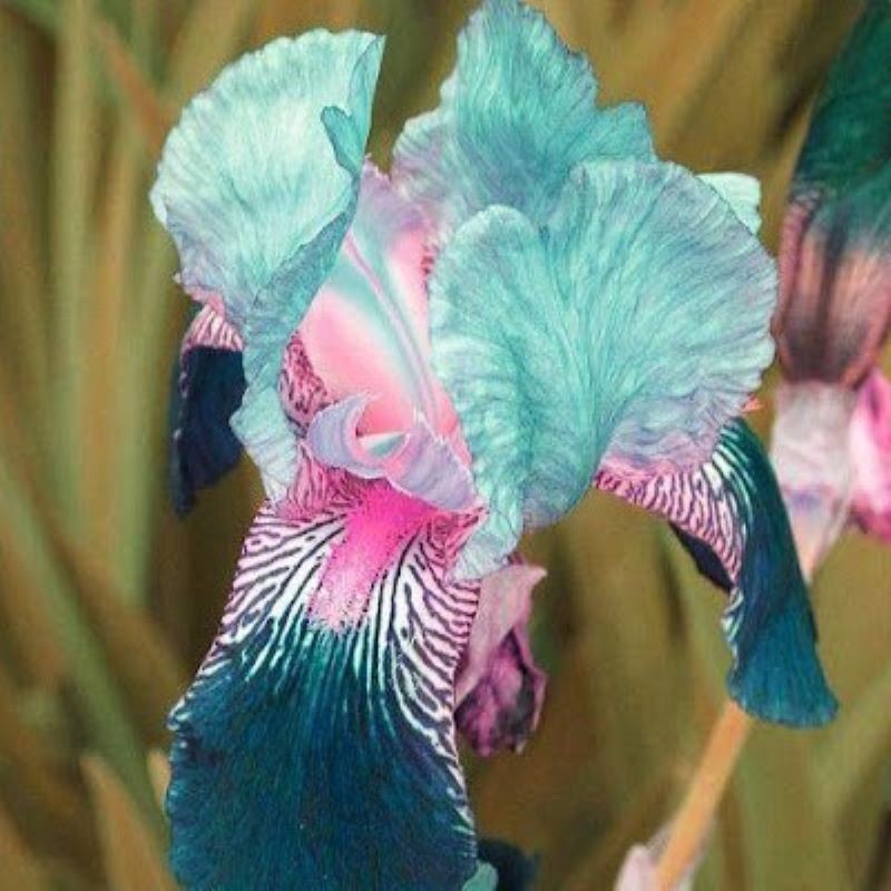 100 Heirloom Iris Seeds Fragrant Flower Plant (much less money than bulbs) gallery