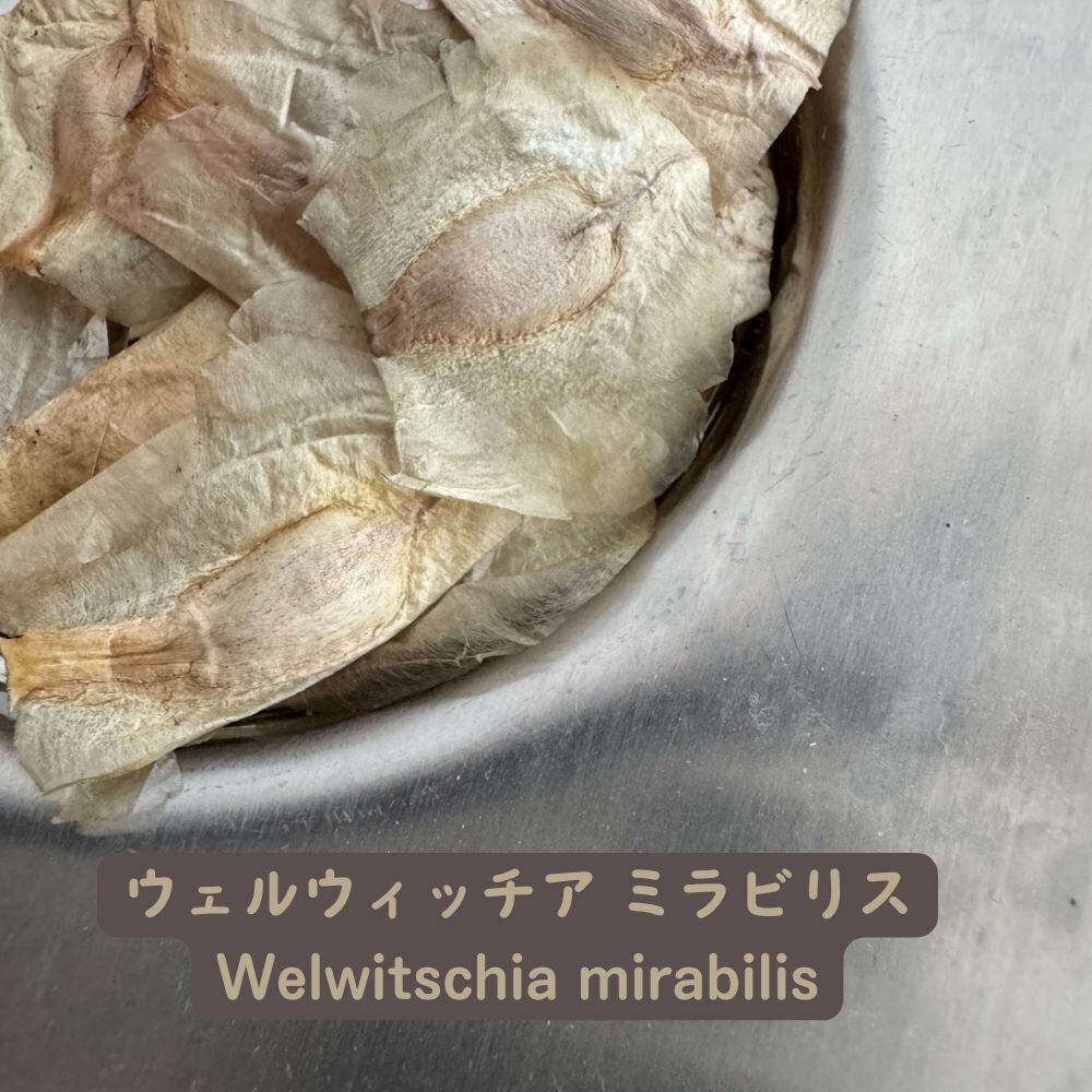 Welwitschia Mirabilis Seeds - Fresh & Rare! 20/50/100pcs gallery