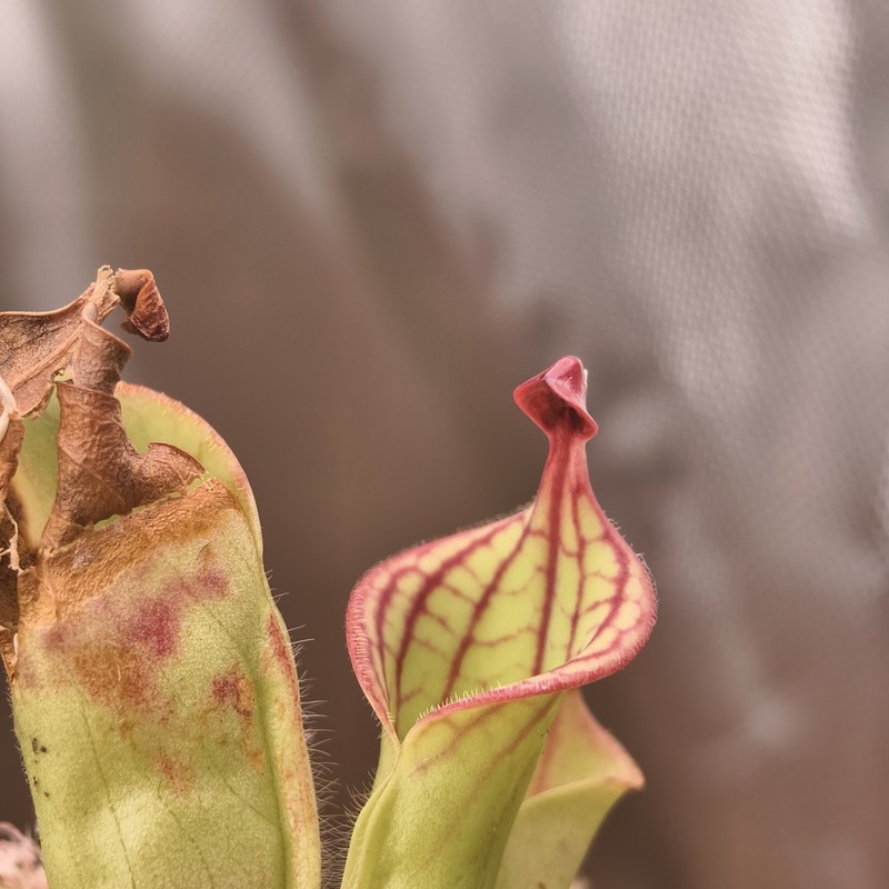 Heliamphora Macdonaldae - AW - Clone 1 gallery