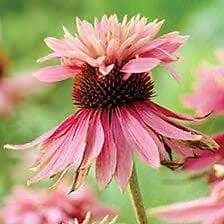 Doubledecker Purple Coneflower Echinacea Seeds ~ Echinacea Purpurea Doubledecker gallery