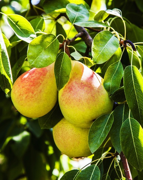 Ayers Pear Grafted Fruit Tree Bare-root
